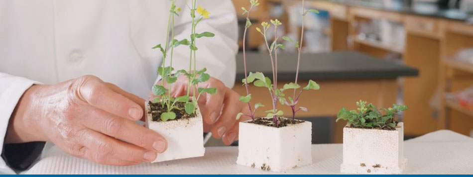 fast plants are available with a variety of uniform and variable traits