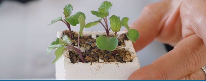 Fast plants are an ideal model organism for genetics and life cycle