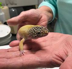 Team member holding a lizard