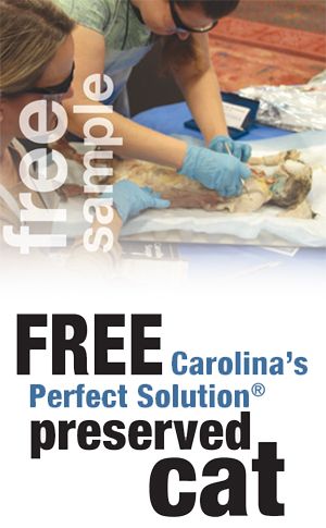 Free Carolina's Perfect Solution Cat