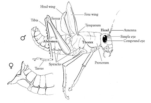 External anatomy of the grasshopper