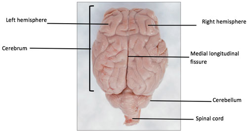 external sheep brain dorsal side