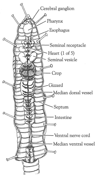 Earthworm Dissection | Carolina Biological Supply