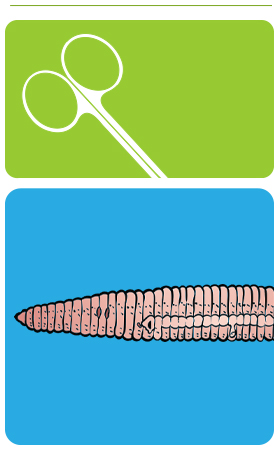 earthworm dissection header graphic