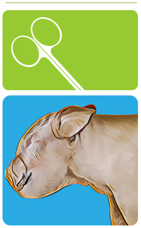 fetal pig dissection guide header image