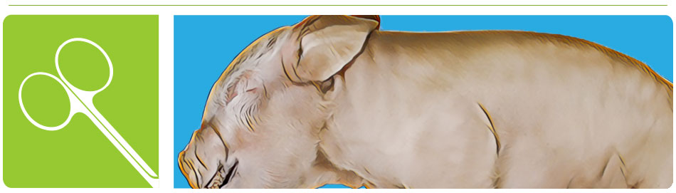 fetal pig dissection guide header image