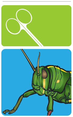 thumbnail image 2 of S Young Scientist Earthworm Dissection Kit 2 of 12
