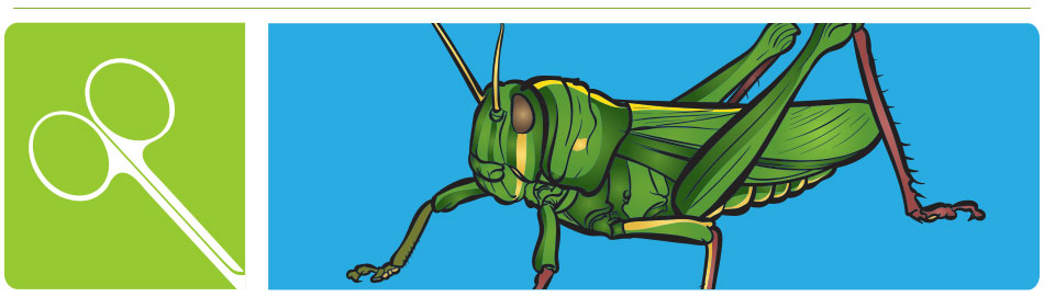 grasshopper dissection guide header image