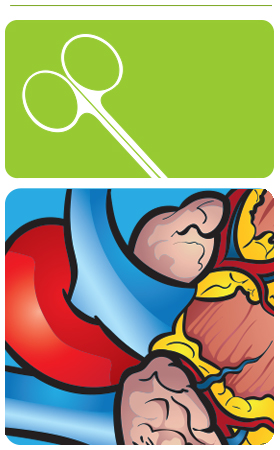 mammalian heart dissection guide header image