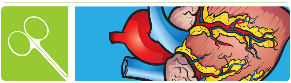 mammalian heart dissection guide header image