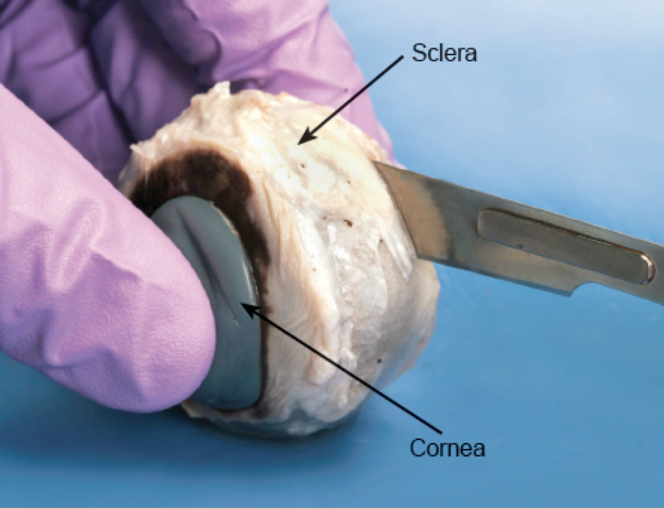 Internal anatomy of the mammalian eye