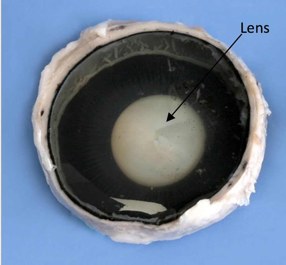 Internal anatomy of the mammalian eye