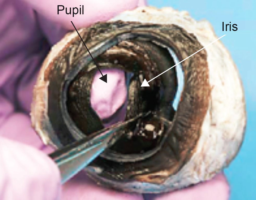 thumbnail image 2 of Cow Eye Dissection Kit With Specimen - Complete Anatomy Lab Set For Biology Students 2 of 14