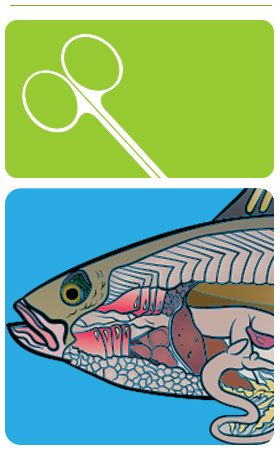 yellow perch dissection guide header image