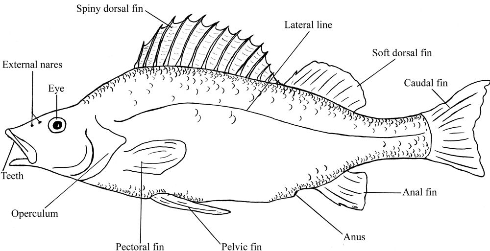 Figue 1 external anatomy of yellow perch