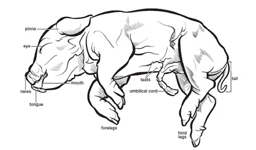 external anatomy of fetal pig