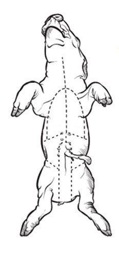 Fetal pig incisions for dissection