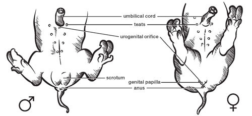 Determining the gender of a fetal pig