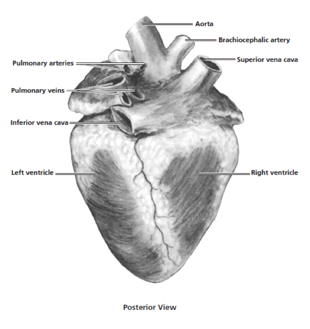 posterior view of mammalian heart