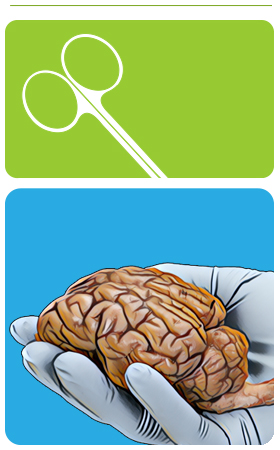 fetal pig dissection guide header image