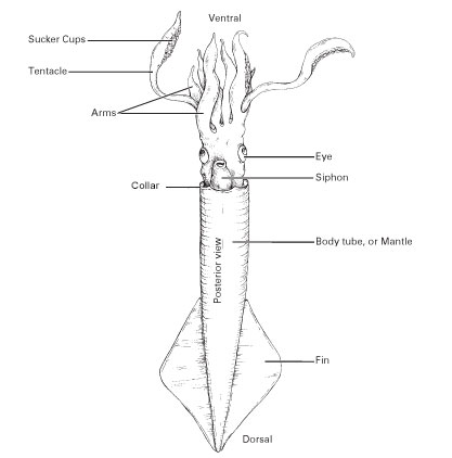 External anatomy of a squid