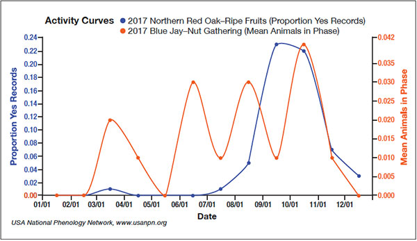 diagram of activity curves of nut gathering blue jays