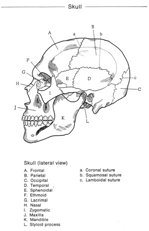 labeled diagram of the human skull
