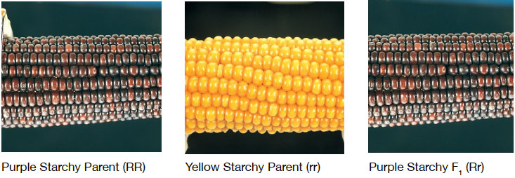 corn varieties