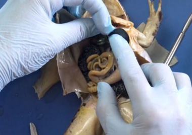 frog dissection