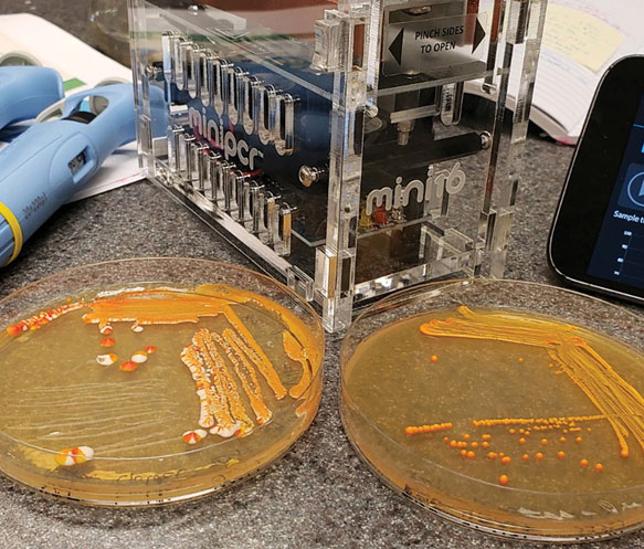 Polymerase Chain Reaction Sample