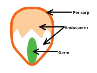 diagram illustrating the perlcap, endosperm and germ of popping corn