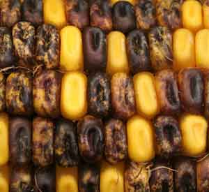 Indian corn with speckled kernels