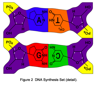 DNA Synthesis Set