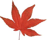 leaves