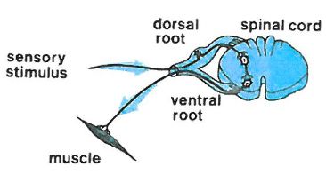 Reflex arc