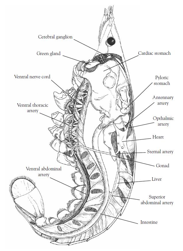 Open Versus Closed Circulatory System: Dissection of the Crayfish and