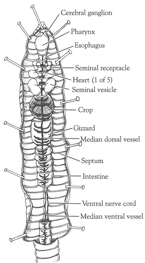 closed circulatory system