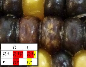 Corn Kernel