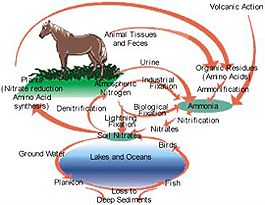 The nitrogen cycle