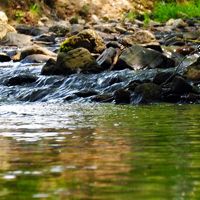 Water monitoring