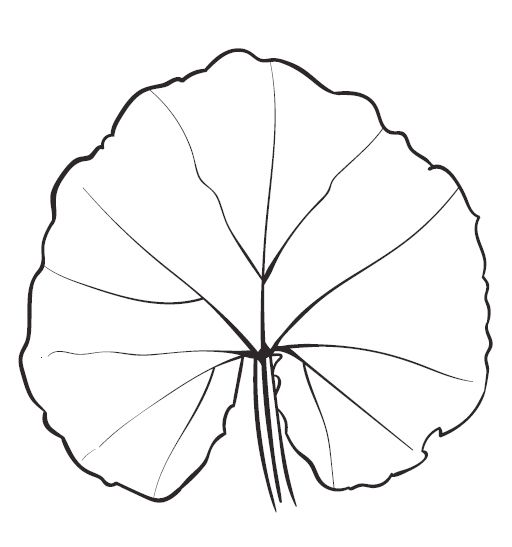 Hollyhock Leaf