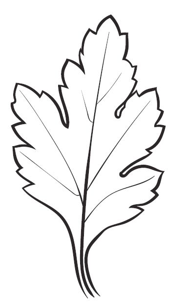 Daisy Leaf