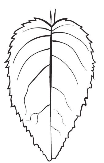 Aster Leaf