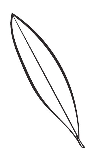 Lily Leaf