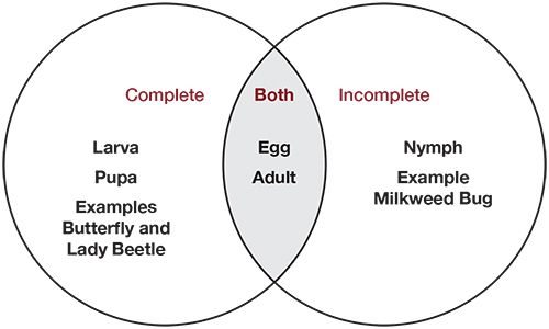comparative metamorphosis carolina com venn diagram of complete and incomplete metamorphosis