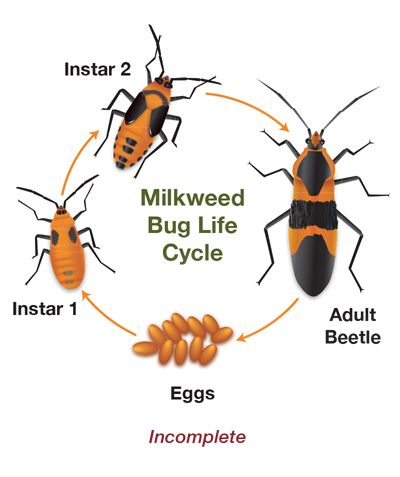 Incomplete Milkweed Bug Life Cycle