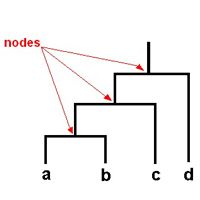 Nodes