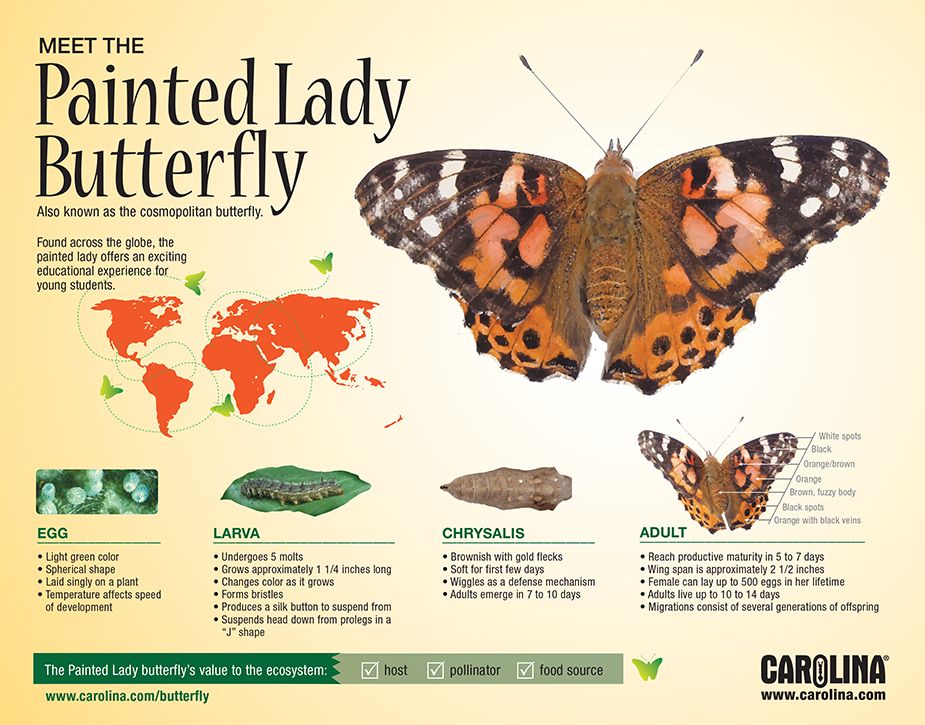 Infographic: Meet the Painted Lady Butterfly