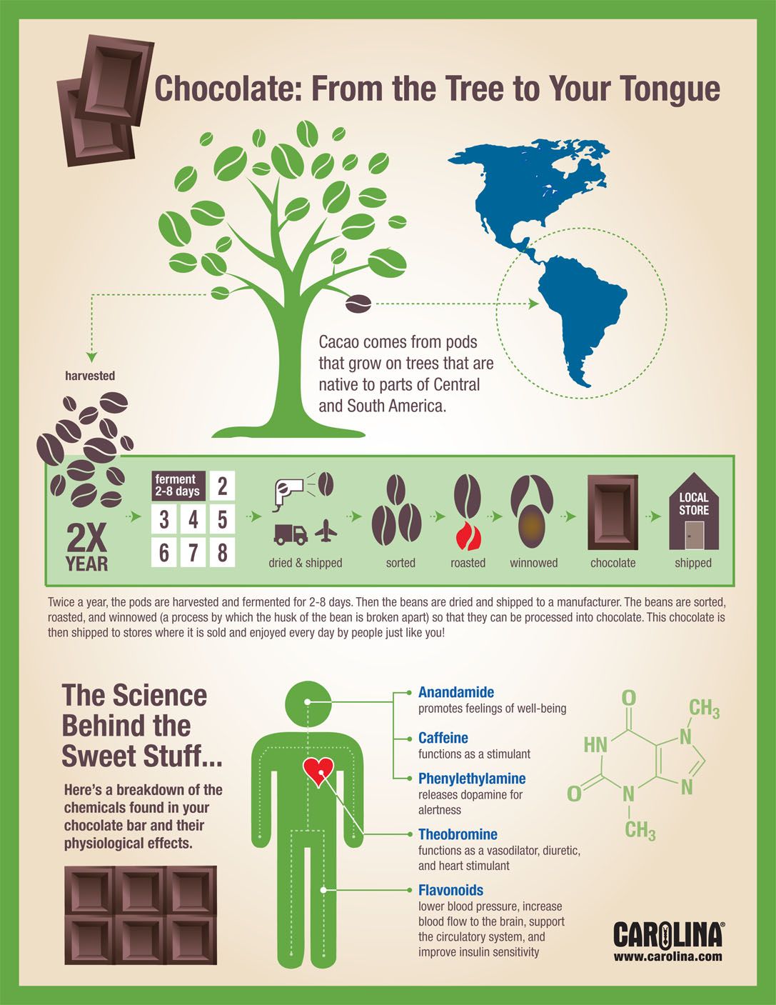 Infographic - Chocolate: From the Tree to Your Tongue