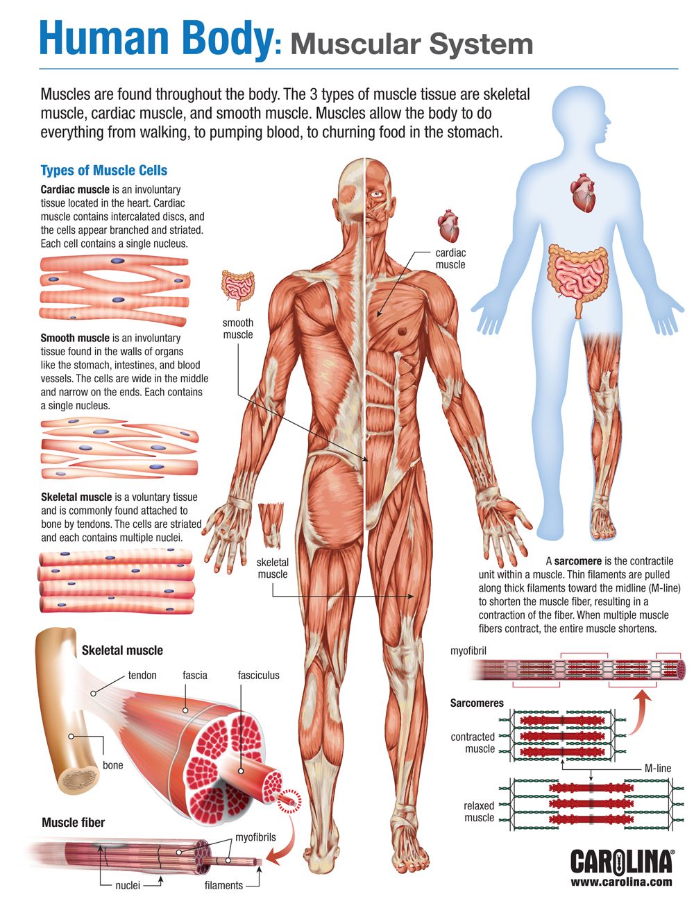 Infographic - Human Body: Muscular System